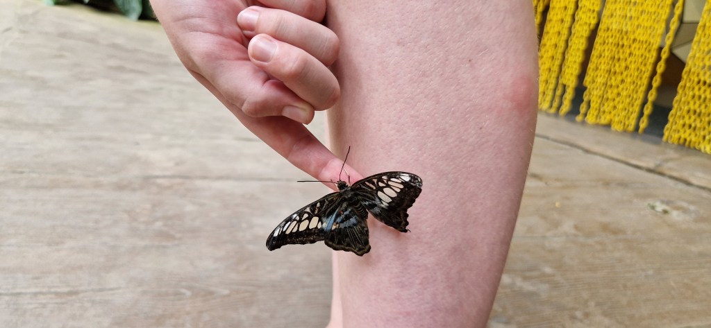 Dag 40: Entopia Butterfly&nbsp;park